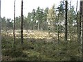 NS9687 : Clear felled area in Devilla Forest by M J Richardson