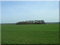 Field and Woodland, Refuge Farm