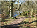 Clyde Walkway near Hazelbank