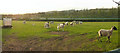 Mid Devon : Sheep Lambs & The North Devon Link Road A361