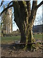 Coke can on tree seat, Widecombe