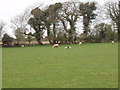 T0227 : Sheep near Crossabeg by David Hawgood