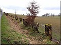 Hedgerow near King Harry Farm