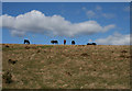 SJ2343 : Horses and clouds, Ruabon Mountain by Espresso Addict