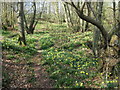 Wild Daffodils on footpath near Mount Noddy