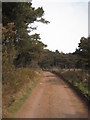 SS8347 : Track into the forest at Culbone Hill by Rod Allday