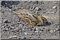 House Sparrow (Passer domesticus), Holy Island