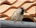 House Sparrow (Passer domesticus), Holy Island