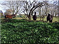 Three horses and a lot of wild garlic