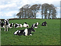 Cows at Castle Rook Farm