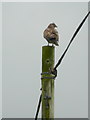 Buzzard on a pole