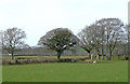 Pasture near Pont Llanio, Ceredigion