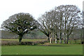 Pasture north-west of Llanddewi-Brefi, Ceredigion