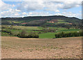 View towards Buckholt Wood