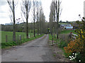 Poplar-lined driveway