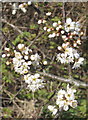 Blossom of Blackthorn (Prunus spinosa)