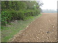 Official footpath alongside Court Wood