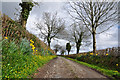 SN4609 : Farm lane and daffodils - Pontyates by Mick Lobb