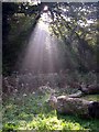 Bishops Wood Nature Reserve