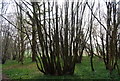TQ6427 : Coppiced trees, Newbridge Wood by N Chadwick