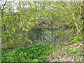 A well hidden pond to the W of Redhouse Lane