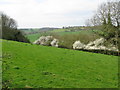 Blackthorn in flower near Hill Street