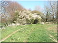 Signs of Spring on the footpath from Yapton to Ford