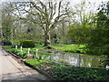 The pond at Hastingleigh