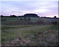 Looking across the valley to Dead Mans Copse, dusk