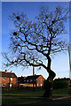 Oak Tree with Rooks