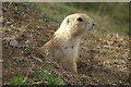 NN7819 : Prairie Dog (Cynomys sp.), Auchingarrich Wildlife Centre by Mike Pennington