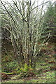 Lichen-covered tree, Craig Phadrig, Inverness