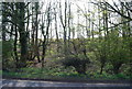 Woods by the A 265 (Burwash Rd)