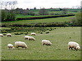 Sheep, grazing at Great Landside Farm