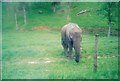 ST8143 : Longleat : Elephant in the Safari Park by Lewis Clarke