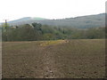 Footpath SE from Sutton to Bignor