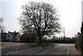 Large Oak at the junction with School Hill. Old Heathfield