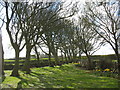 The avenue of sycamore trees leading to St Peirio