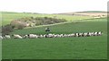 Sheep gathering at Rhosbeirio