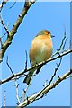 Chaffinch (Fringilla coelebs)