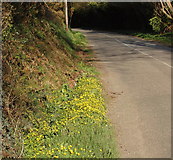 S9923 : Lane with lesser celandine on the verge by David Hawgood