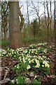 Loshes Primroses