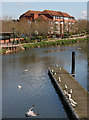 Pontoon on the Tone - Taunton