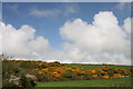 Gorse on the hillside near Penrose