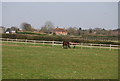 Horses grazing, East of Flitterbrook Lane