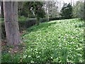 Primroses on Brog Street