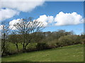 A hedge along a sheugh at Brynddu