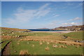 Sheep grazing at Clashnessie