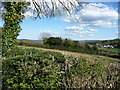 Mid Devon : Countryside over the Hedgerow