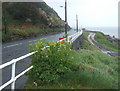 Coast road north of Larne